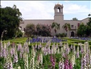 Flowers in Balboa Park